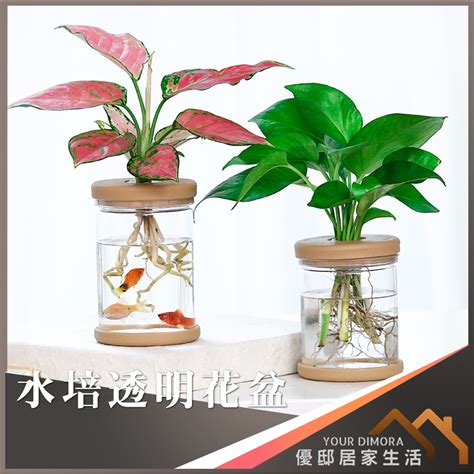 水生 植物 養魚|探索「水耕植物養魚」的奇妙世界：綠意與水生之美